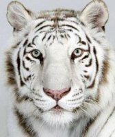 Алексей Богачёв